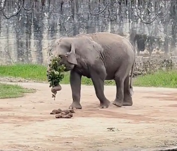 视频|羡慕大象向伴侣示爱 女网民:要发给丈夫看!