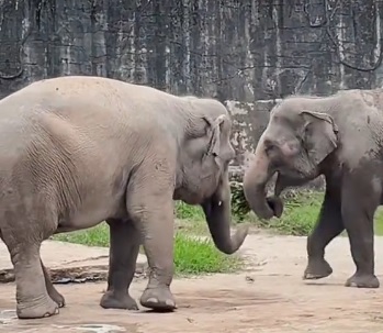 视频|羡慕大象向伴侣示爱 女网民:要发给丈夫看!