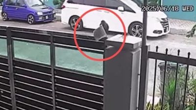 视频 | 调阅闭路电视查不见包裹 屋主惊呼：小偷不是人！