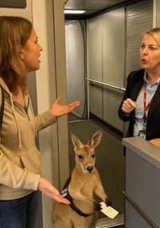 视频|超萌袋鼠手握机票要登机? 网疯传视频竟是AI制造!