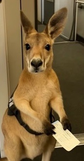 视频|超萌袋鼠手握机票要登机? 网疯传视频竟是AI制造!