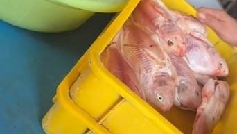 视频 | 餐厅吃烤魔鬼鱼有异味  男子查看存放方式吓到