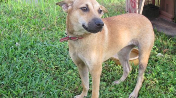 让狗儿也善终──我家的老狗阿huat告别日记