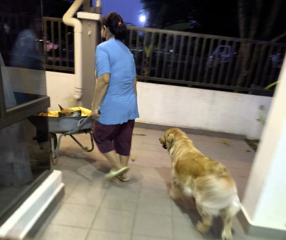 让狗儿也善终──我家的老狗阿huat告别日记