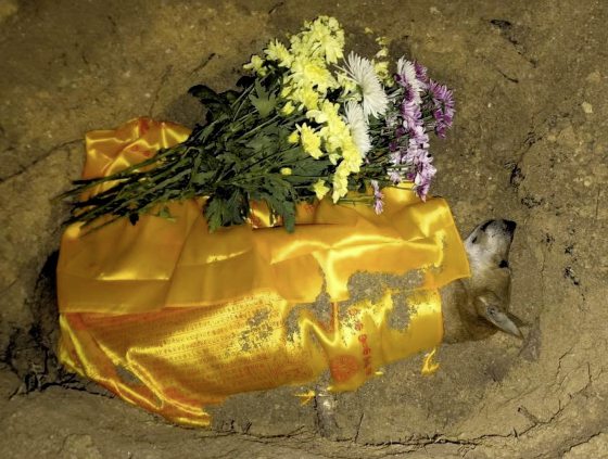 让狗儿也善终──我家的老狗阿huat告别日记