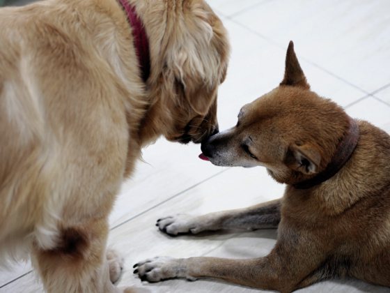 让狗儿也善终──我家的老狗阿huat告别日记