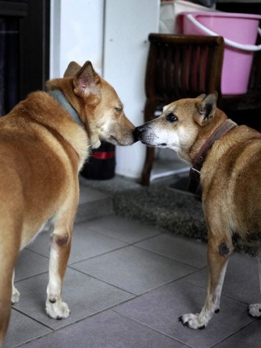 让狗儿也善终──我家的老狗阿huat告别日记