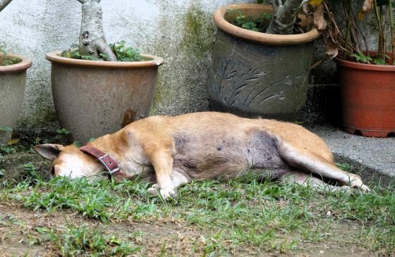 让狗儿也善终──我家的老狗阿huat告别日记