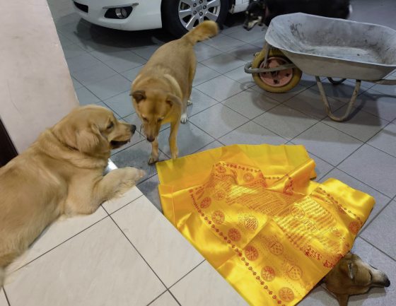 让狗儿也善终──我家的老狗阿huat告别日记