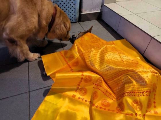 让狗儿也善终──我家的老狗阿huat告别日记