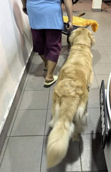 让狗儿也善终──我家的老狗阿huat告别日记