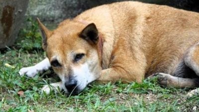 让狗儿也善终──我家的老狗阿huat告别日记