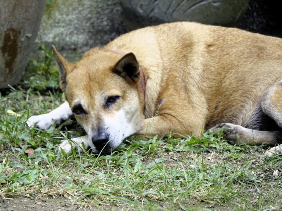 让狗儿也善终──我家的老狗阿huat告别日记
