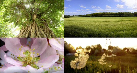 记锺嘉怡／像植物一样工作