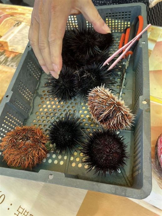 误闯海胆养殖场涉窃盗送办 李康生自嘲玩水变海贼王