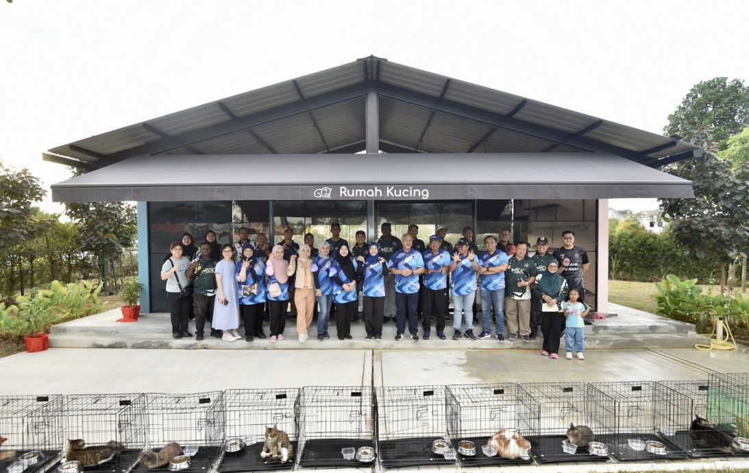 请签发-大都会/MBDK欢迎市民领养猫咪/2图