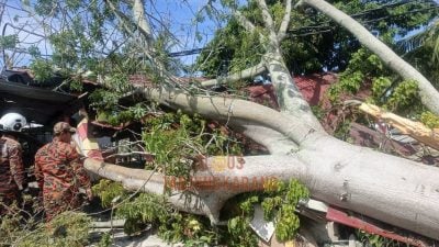 狂风吹倒30呎大树  压塌食肆屋顶