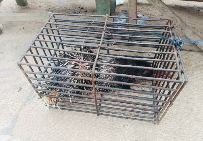 走私101公斤野生动物尸体 泰寮边境区逮捕2男女