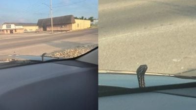 路上开车“引擎盖冒出一颗头” 女子和蛇四目交会吓：超大一条