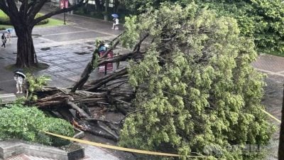 逢甲榕树大道树倒 女学生目睹男友遭压死