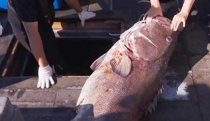 釜山频捕获罕见“深海鱼”韩网忧:日本大地震前兆?