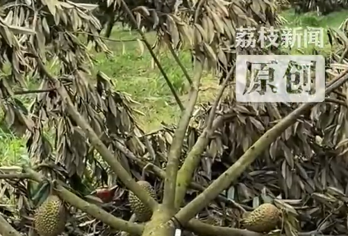 降“榴梿雨”!蝴蝶台风狂扫三亚 农民哀叹:吹倒千棵5年树