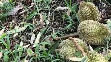 降“榴梿雨”！蝴蝶台风狂扫三亚　农民哀叹：吹倒千棵5年树