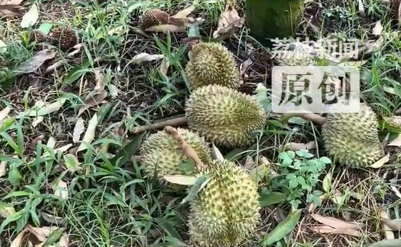 降“榴梿雨”!蝴蝶台风狂扫三亚 农民哀叹:吹倒千棵5年树