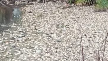 霹双怡杖峇鲁大沟 浮现大量死鱼