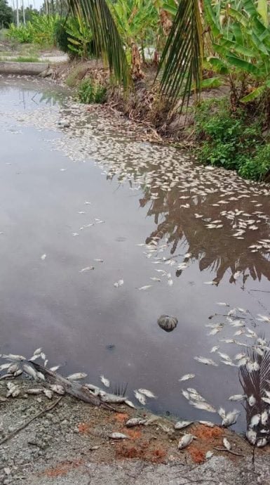 霹双怡杖峇鲁大沟 浮现大量死鱼