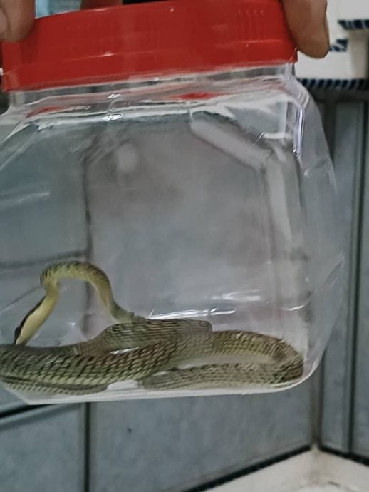 霹高温干旱 空污中等 野火蛇出没频传