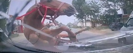 马儿冲出马路撞车 车主喊冤：谁赔谁？