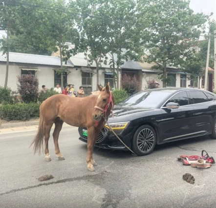 马儿冲出马路撞车 车主喊冤：谁赔谁？