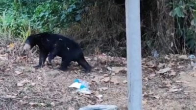 马来熊出没日叻务2甘榜 动物局设陷阱诱捕