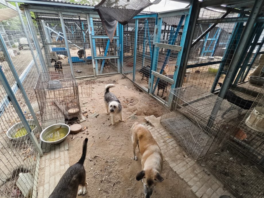 黄诗情:源头减少流浪狗问题 探讨为家犬植微型晶片
