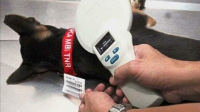 黄诗情：源头减少流浪狗问题 探讨为家犬植微型晶片