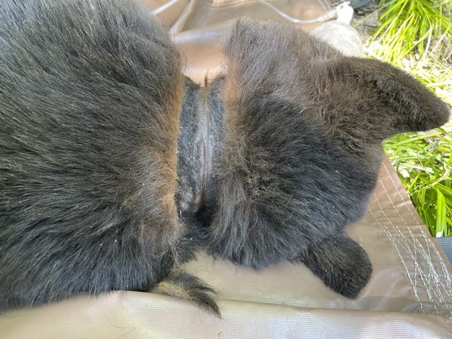  黑熊颈卡塑胶盖2年终脱困 专家:惊讶黑熊仍能自行觅食生存  