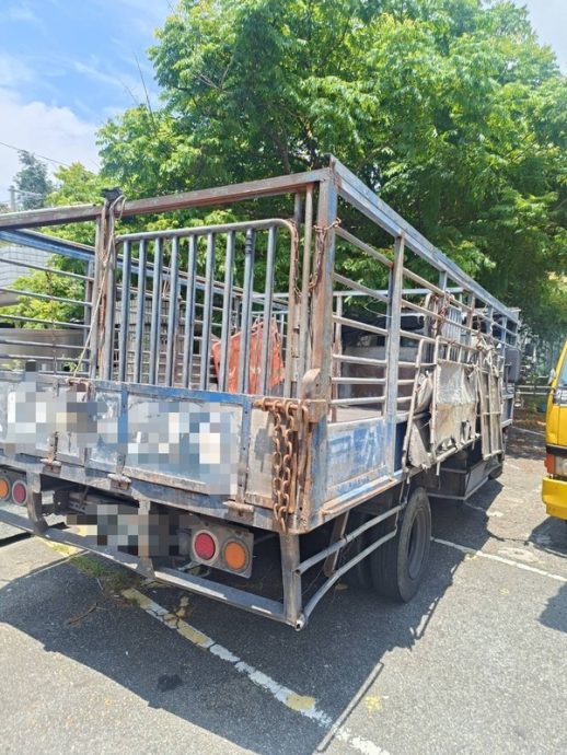 黑猪掉落大道趴趴走酿追撞 台货车司机将挨罚