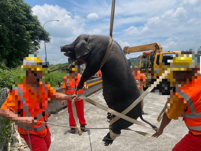 黑猪掉落大道趴趴走酿追撞 台货车司机将挨罚