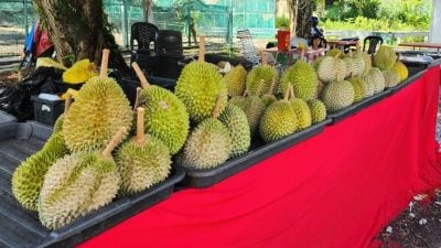 今年榴櫣旺季料量少价高 7-8月是尝榴梿好时机