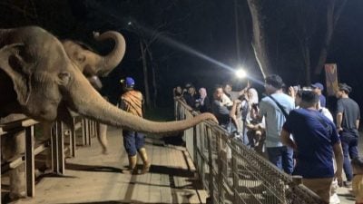 “马六甲夜生活”推优惠票   周末700游客夜访动物园