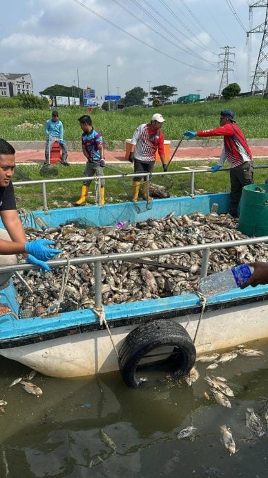 (古城封面副文)甲河飘臭捞出3吨鱼尸和垃圾 水源监管机构抽样本查死因