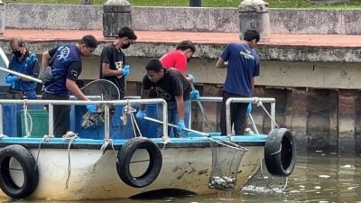 动员逾30人续打捞鱼尸  高腐烂气味更刺鼻