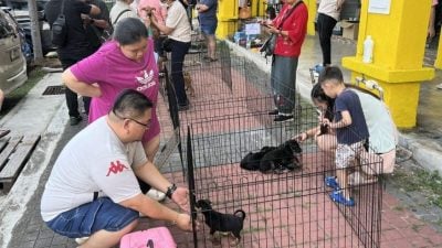 【带你去找爱】响应领养让浪浪获新生
