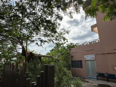 (古城第二版副文))50呎大树倒下 击中神龛车房休旅车