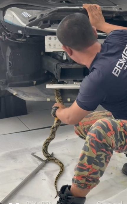 （大北马）7尺蟒蛇竟臧身于车头前 吓坏欲更换车前唇技师 