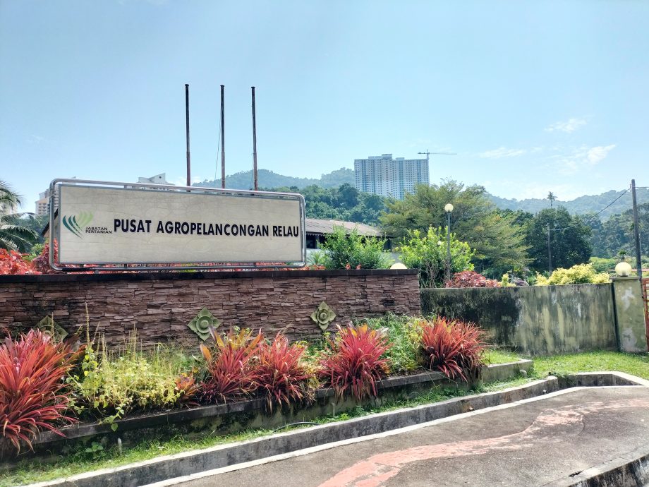 （大北马）曹观友：打造榴梿谷@湖内 种全槟全马品种榴梿树