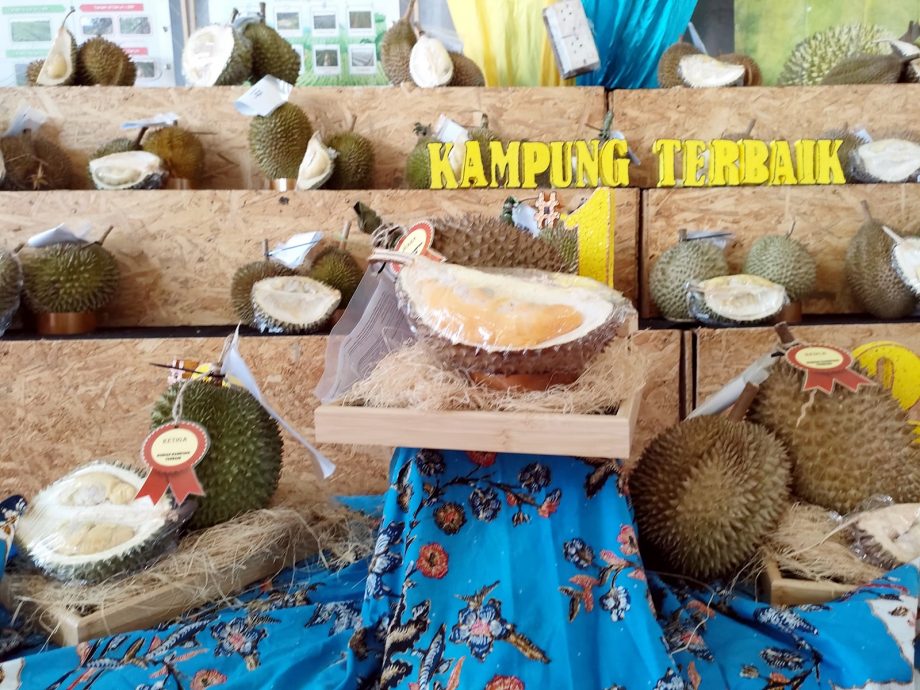 （大北马）曹观友：打造榴梿谷@湖内 种全槟全马品种榴梿树