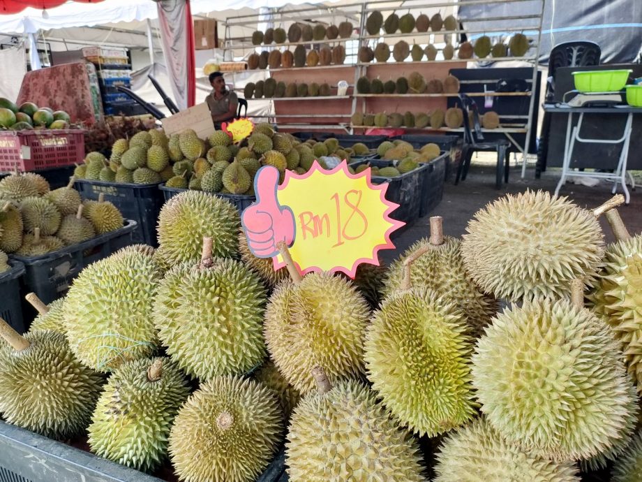 （大北马）曹观友：打造榴梿谷@湖内 种全槟全马品种榴梿树