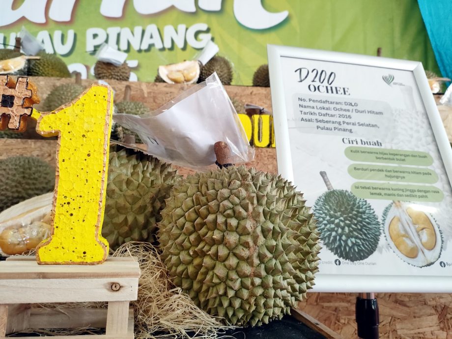 （大北马）曹观友：打造榴梿谷@湖内 种全槟全马品种榴梿树